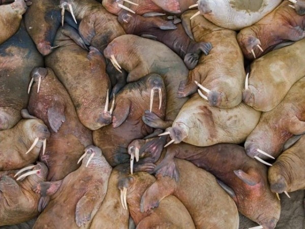 Опубликованы снимки конкурса The Nature Photography Contest 2024 в номинации «Юмор в природе» Опубликованы снимки конкурса The Nature Photography Contest 2024 в номинации «Юмор в природе»