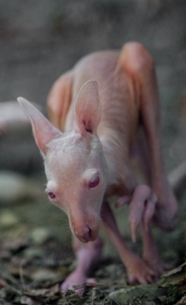 На фото редкий белый кенгуру (6 фото)