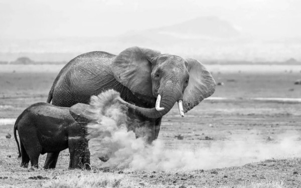 Опубликованы снимки конкурса The Nature Photography Contest 2024 в номинации «Юмор в природе» Опубликованы снимки конкурса The Nature Photography Contest 2024 в номинации «Юмор в природе»