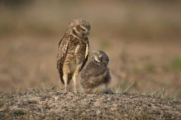 Опубликованы снимки конкурса The Nature Photography Contest 2024 в номинации «Юмор в природе» Опубликованы снимки конкурса The Nature Photography Contest 2024 в номинации «Юмор в природе»