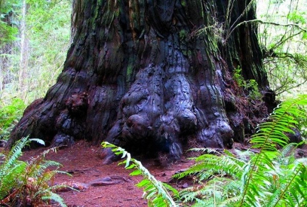 Самое высокое дерево в мире