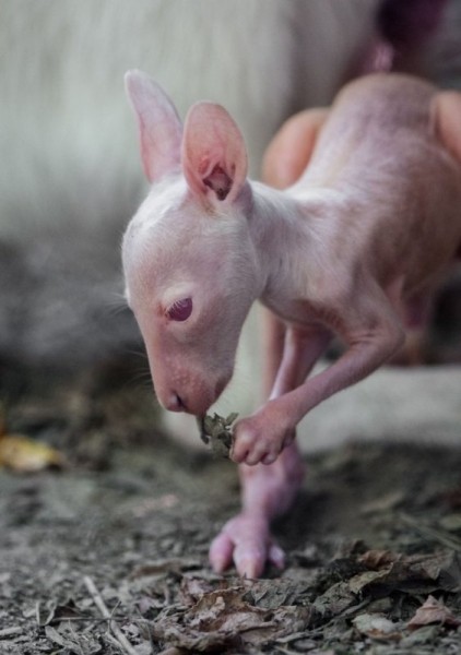 На фото редкий белый кенгуру (6 фото)