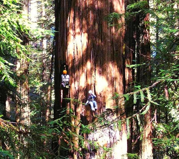 Самое высокое дерево в мире