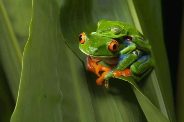 Опубликованы снимки конкурса The Nature Photography Contest 2024 в номинации «Юмор в природе» Опубликованы снимки конкурса The Nature Photography Contest 2024 в номинации «Юмор в природе»