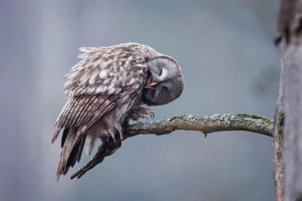 Опубликованы снимки конкурса The Nature Photography Contest 2024 в номинации «Юмор в природе» Опубликованы снимки конкурса The Nature Photography Contest 2024 в номинации «Юмор в природе»