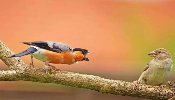 Опубликованы снимки конкурса The Nature Photography Contest 2024 в номинации «Юмор в природе» Опубликованы снимки конкурса The Nature Photography Contest 2024 в номинации «Юмор в природе»