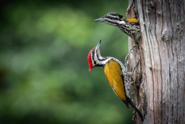 Опубликованы снимки конкурса The Nature Photography Contest 2024 в номинации «Юмор в природе» Опубликованы снимки конкурса The Nature Photography Contest 2024 в номинации «Юмор в природе»