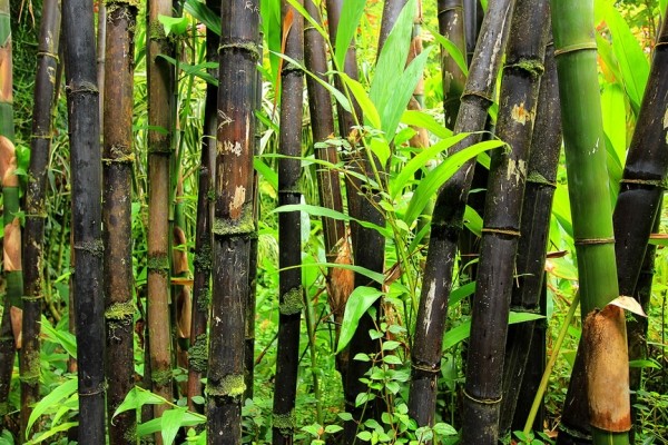 Сады острова Мауи