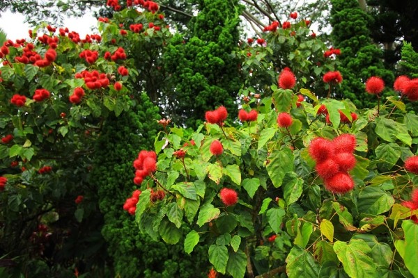 Сады острова Мауи