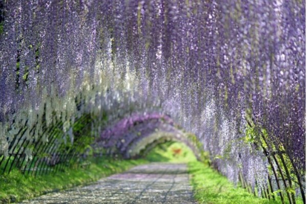 krasivo-kak-v-skazke-zavorazhivajushhie-tunneli-iz-glicinii-v-japonii-7fdae69