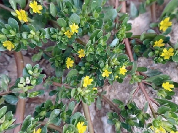 10 Нестандартных Овощей для Урожайного Огорода: Едим Не Только Картошку 10 Нестандартных Овощей для Урожайного Огорода: Едим Не Только Картошку