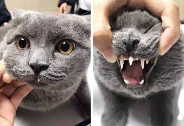 22 удивительных фото, которые не увидишь каждый день