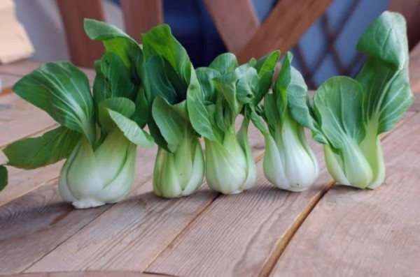 10 Нестандартных Овощей для Урожайного Огорода: Едим Не Только Картошку 10 Нестандартных Овощей для Урожайного Огорода: Едим Не Только Картошку