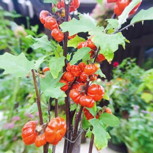 10 Нестандартных Овощей для Урожайного Огорода: Едим Не Только Картошку 10 Нестандартных Овощей для Урожайного Огорода: Едим Не Только Картошку