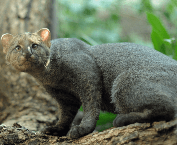 Поразительные и сказочные творения природы