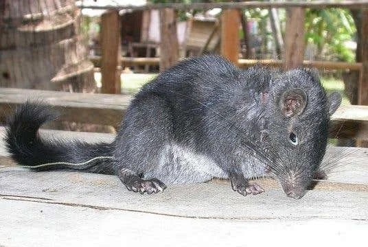 Эти существа выглядят сегодня так, как и миллионы лет тому назад