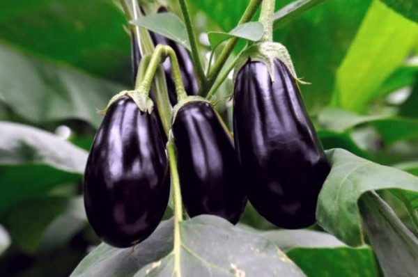 10 Нестандартных Овощей для Урожайного Огорода: Едим Не Только Картошку 10 Нестандартных Овощей для Урожайного Огорода: Едим Не Только Картошку