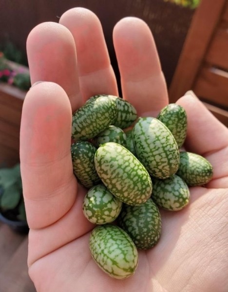 22 удивительных фото, которые не увидишь каждый день