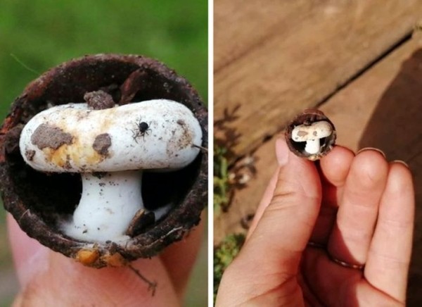 22 удивительных фото, которые не увидишь каждый день