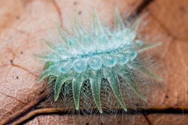 Поразительные и сказочные творения природы