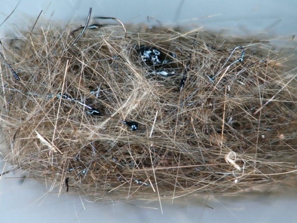 Ни капли Фотошопа! 25 фотодоказательств того, что у природы с фантазией все в порядке