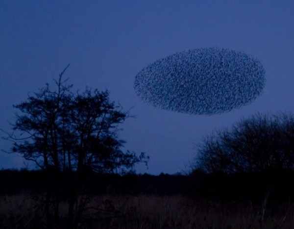 Ни капли Фотошопа! 25 фотодоказательств того, что у природы с фантазией все в порядке