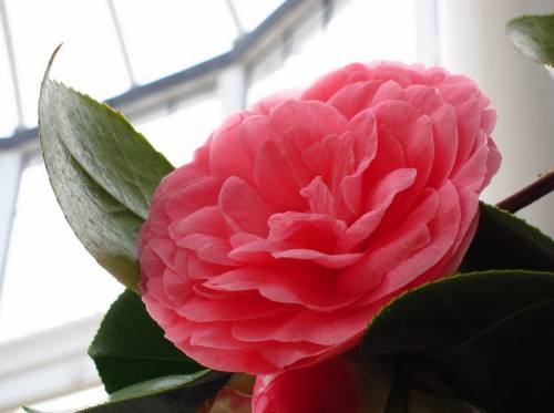 Самые дорогие букеты цветов в мире Самые дорогие букеты цветов в мире