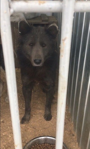 "Медвебака" из Челябинска "Медвебака" из Челябинска