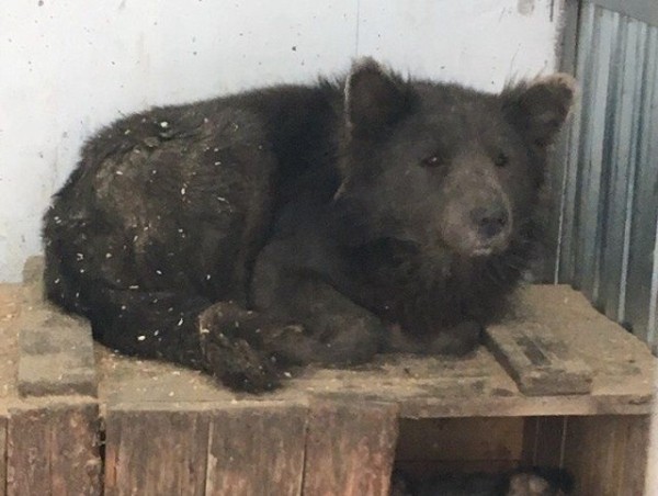 "Медвебака" из Челябинска "Медвебака" из Челябинска