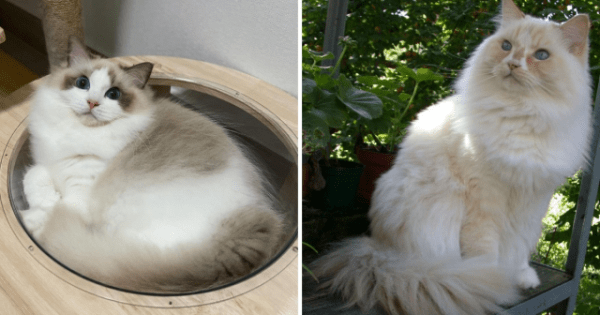 Породы кошек, которые люди часто путают (12 фото) Породы кошек, которые люди часто путают (12 фото)