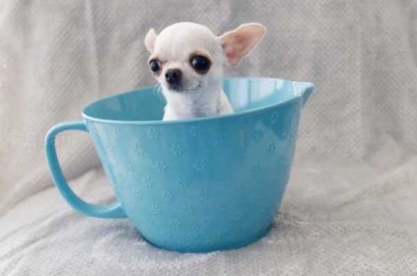 В США встретились самая большая и самая маленькая собака в мире (5 фото) В США встретились самая большая и самая маленькая собака в мире (5 фото)