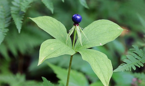 10 смертельных опасностей, подстерегающих в наших лесах 10 смертельных опасностей, подстерегающих в наших лесах