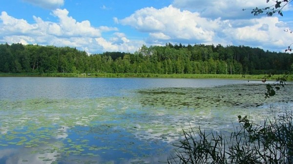 10 смертельных опасностей, подстерегающих в наших лесах 10 смертельных опасностей, подстерегающих в наших лесах