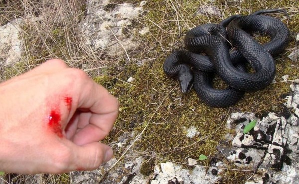 10 смертельных опасностей, подстерегающих в наших лесах 10 смертельных опасностей, подстерегающих в наших лесах