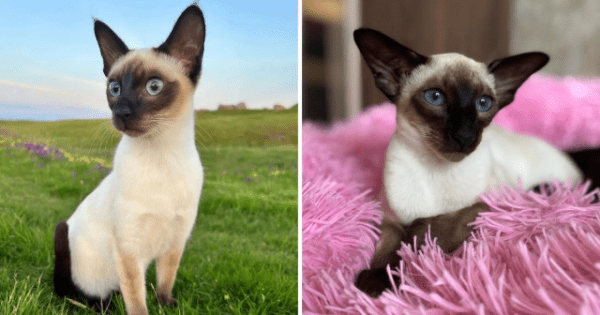 Породы кошек, которые люди часто путают (12 фото) Породы кошек, которые люди часто путают (12 фото)