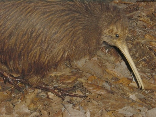 25 любопытнейших фактов о Новой Зеландии 25 любопытнейших фактов о Новой Зеландии