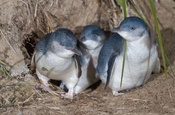 25 любопытнейших фактов о Новой Зеландии 25 любопытнейших фактов о Новой Зеландии