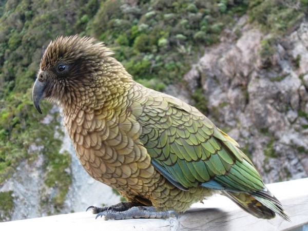 25 любопытнейших фактов о Новой Зеландии 25 любопытнейших фактов о Новой Зеландии