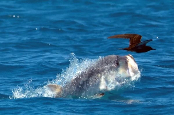 Гигантский каранкс: сшибает акул всмятку Гигантский каранкс: сшибает акул всмятку