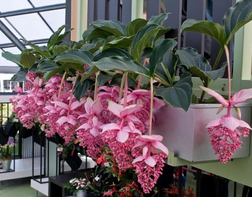 Самые дорогие букеты цветов в мире Самые дорогие букеты цветов в мире