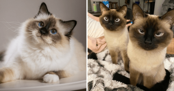 Породы кошек, которые люди часто путают (12 фото) Породы кошек, которые люди часто путают (12 фото)