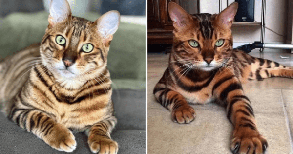 Породы кошек, которые люди часто путают (12 фото) Породы кошек, которые люди часто путают (12 фото)