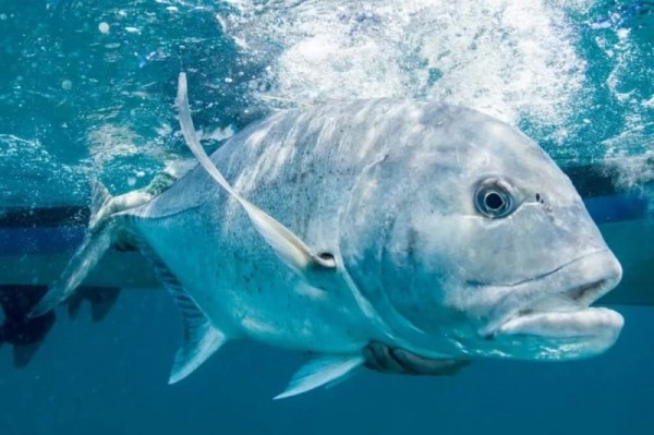 Гигантский каранкс: сшибает акул всмятку Гигантский каранкс: сшибает акул всмятку
