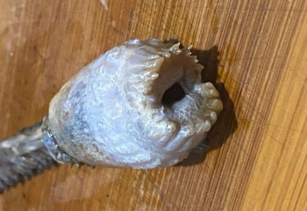 В Магадане рыбаки обнаружили в камбале неизвестное существо В Магадане рыбаки обнаружили в камбале неизвестное существо