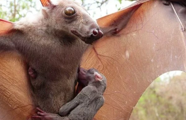 Огромные летучие мыши с головами собак (9 фото) Огромные летучие мыши с головами собак (9 фото)