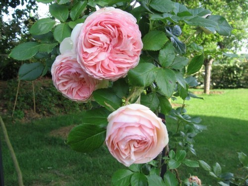 Самые дорогие букеты цветов в мире Самые дорогие букеты цветов в мире