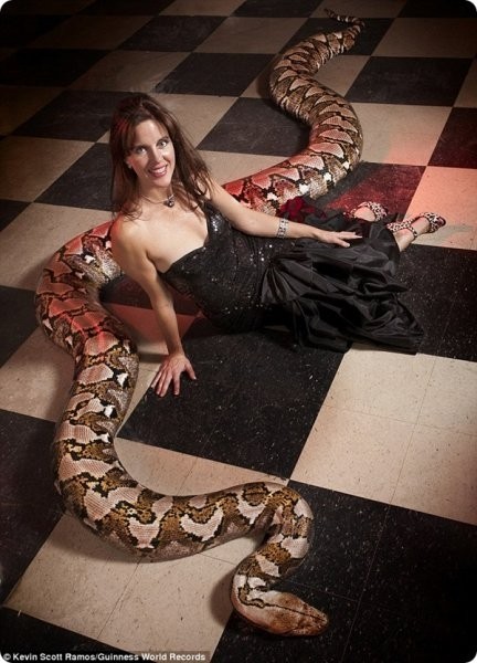 Самый длинный питон, живущий в неволе (4 фото)