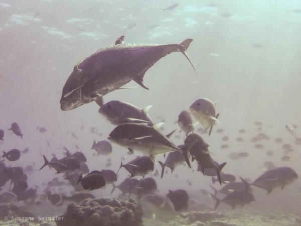 Гигантский каранкс: сшибает акул всмятку Гигантский каранкс: сшибает акул всмятку