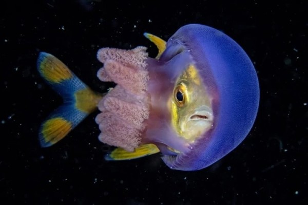 Гигантский каранкс: сшибает акул всмятку Гигантский каранкс: сшибает акул всмятку