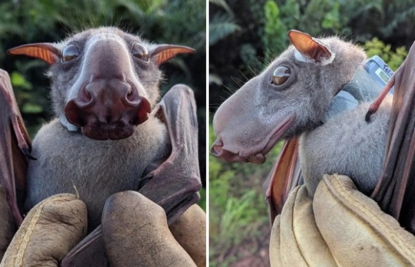 Огромные летучие мыши с головами собак (9 фото) Огромные летучие мыши с головами собак (9 фото)